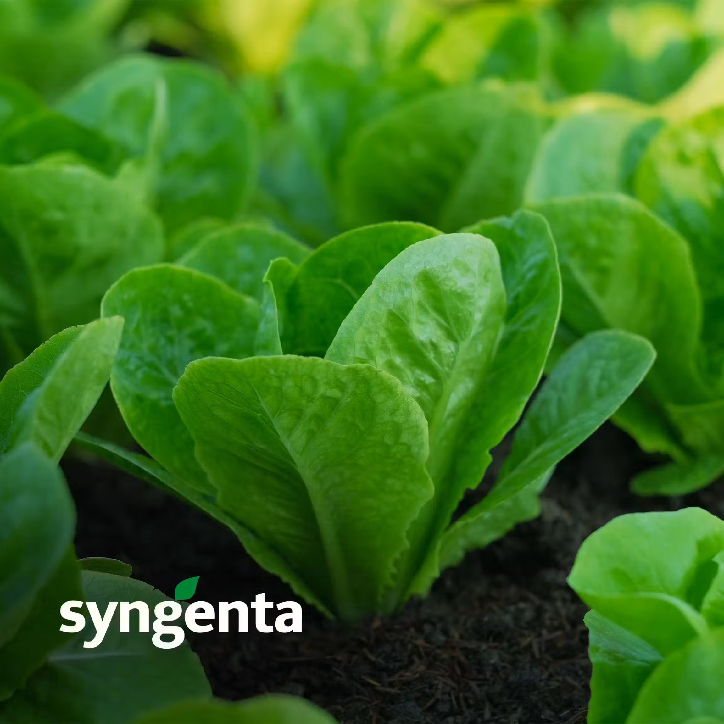 syngenta_7582617615.jpeg